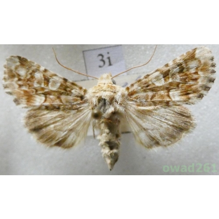 Hadena irregularis (Hufnagel, 1766) Slovakia3i